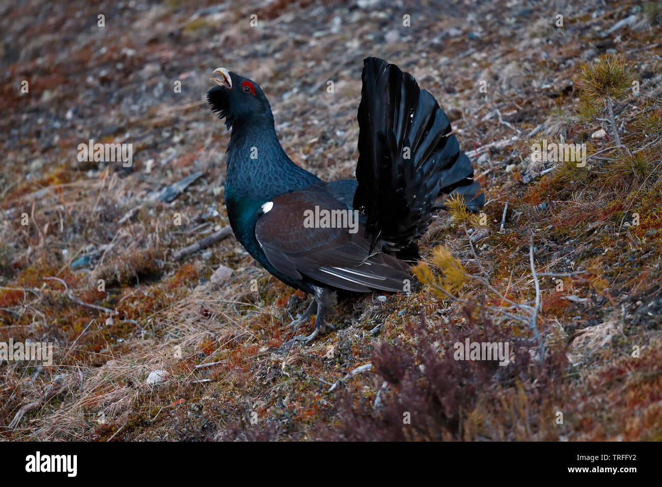 El urogallo - Kuusamo, Finlandia Foto de stock