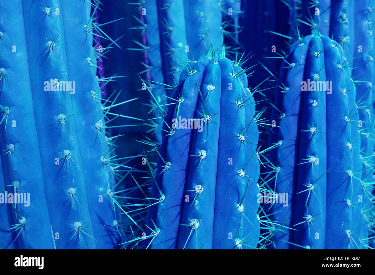 Closeup de espinosos Cactus en vibrante color azul de fondo o banner Foto de stock