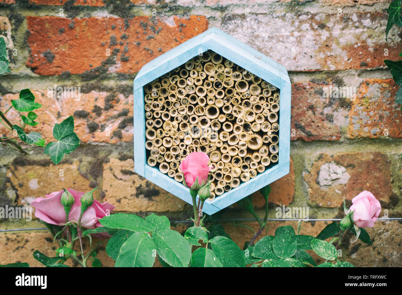 Una abeja casa entre las rosas para alentar a los insectos benéficos en el jardín. Foto de stock