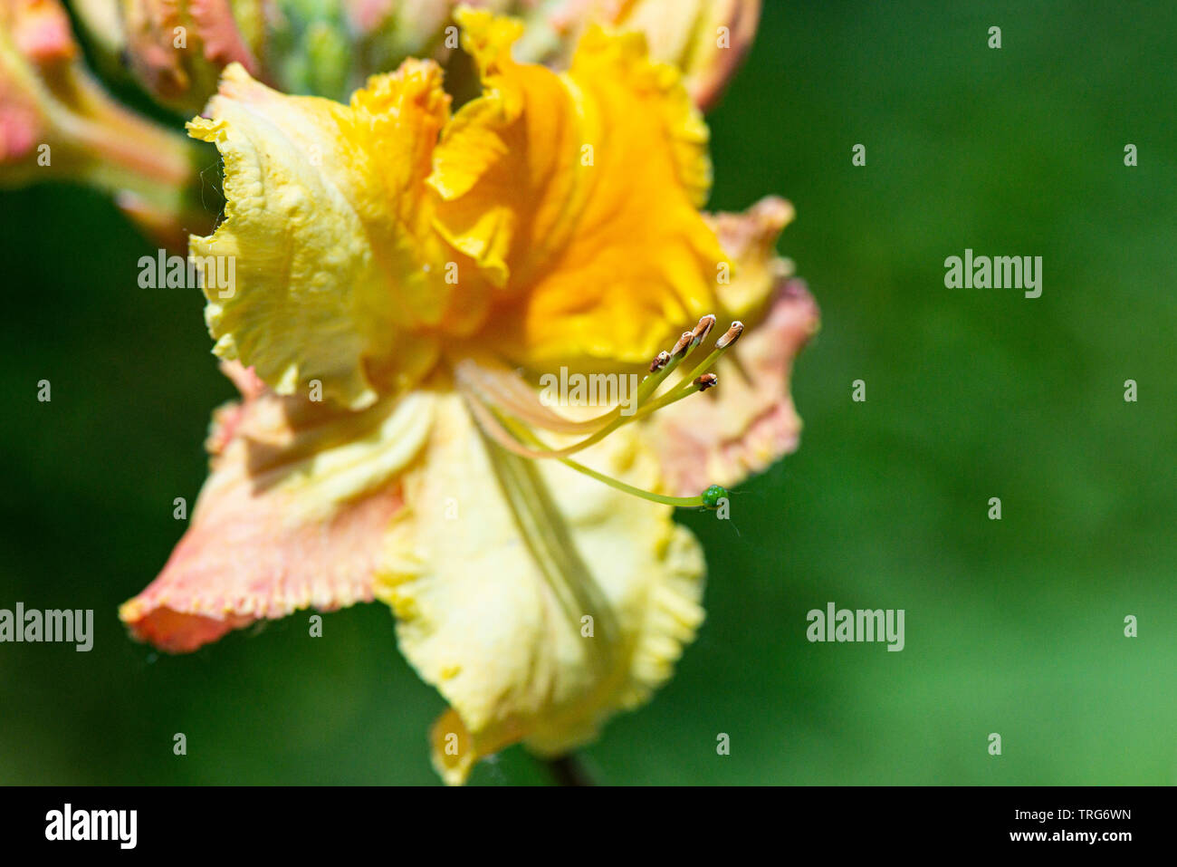La flor de una azalea naranja y amarilla Fotografía de stock - Alamy