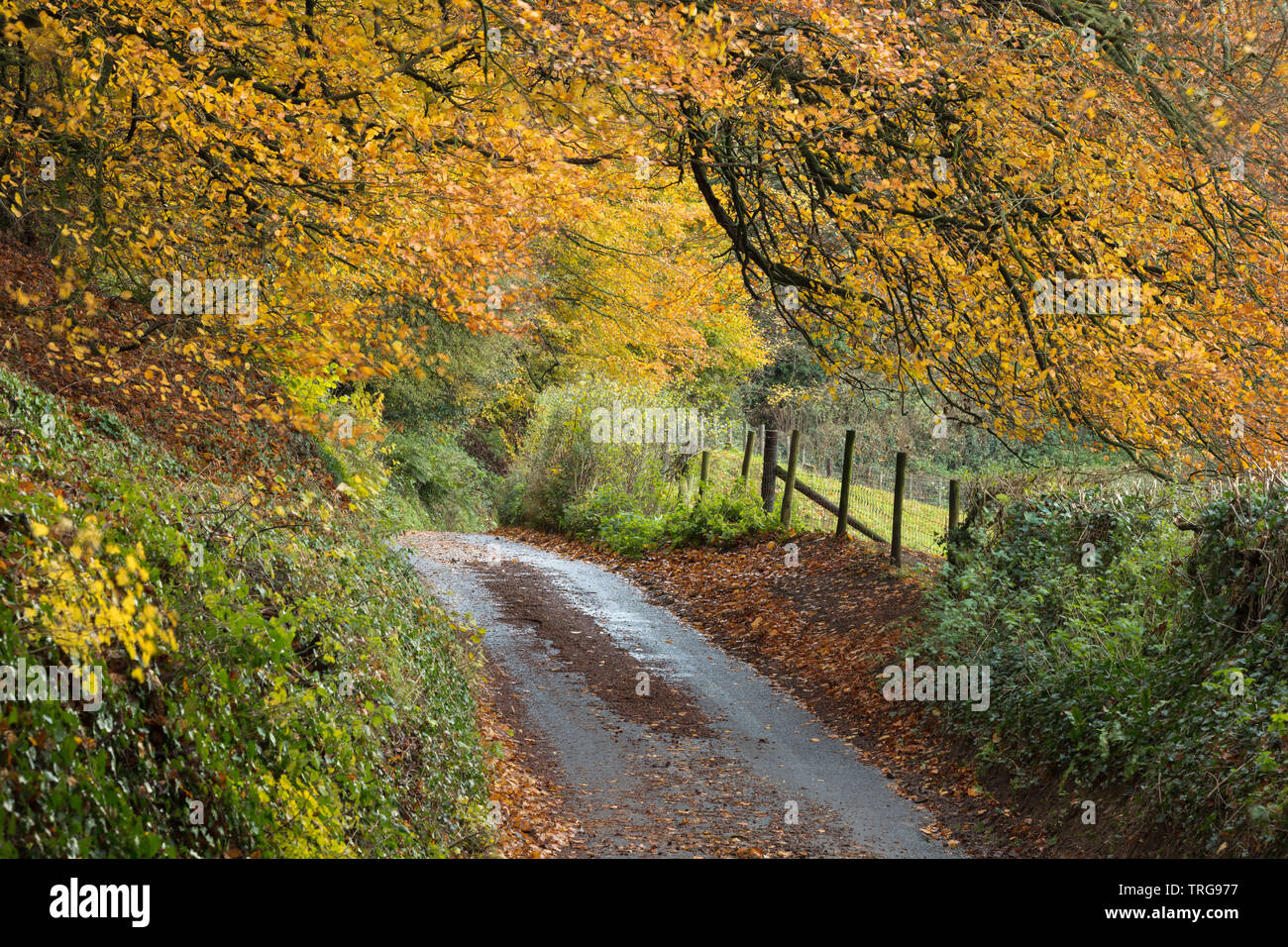 Colores de otoño a lo largo de la carretera, Corton Hill, Somerset, Inglaterra, Reino Unido. Foto de stock