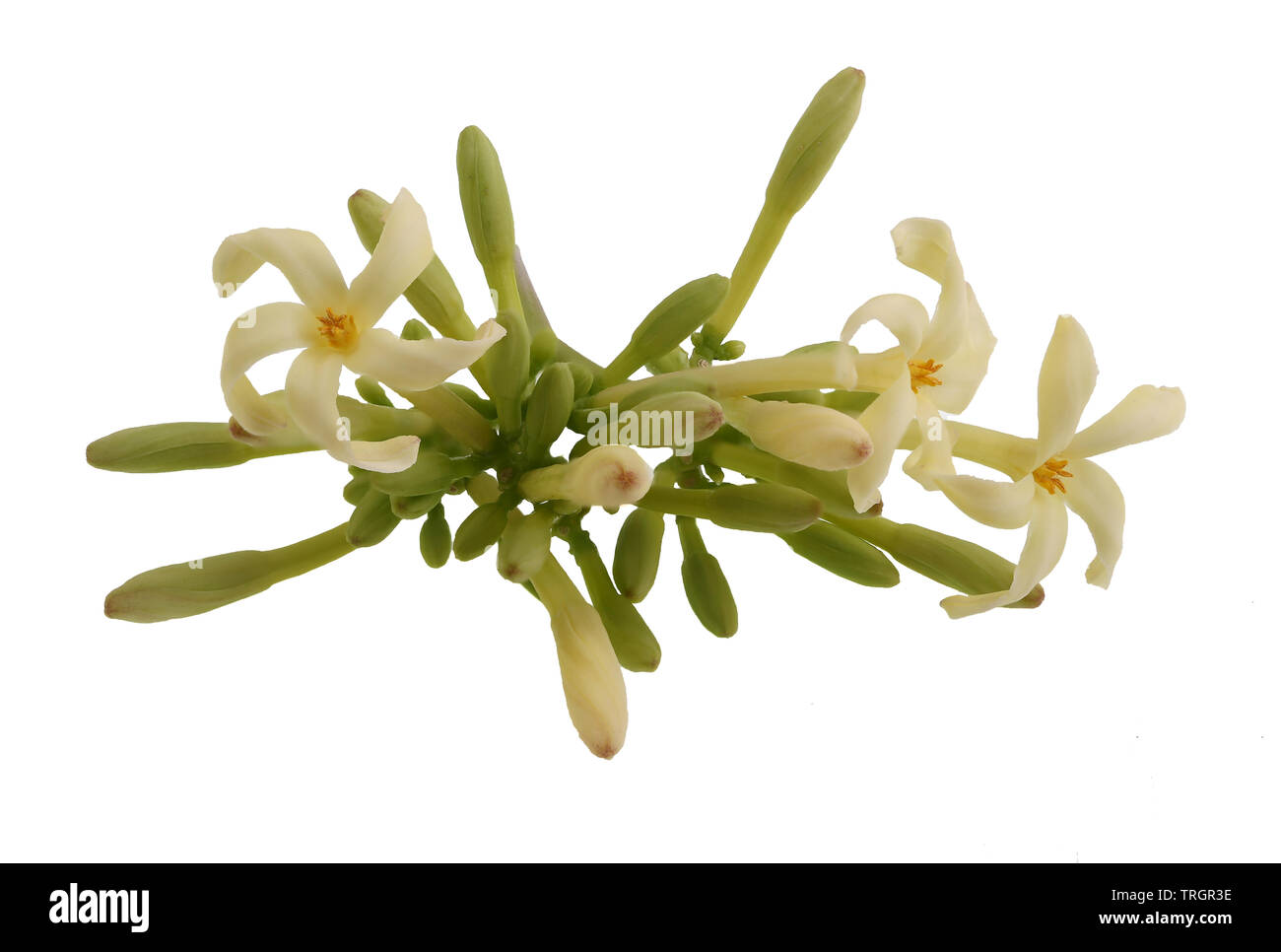 Centrar imagen apilada de un racimo de flores de papaya macho aislado en blanco Foto de stock
