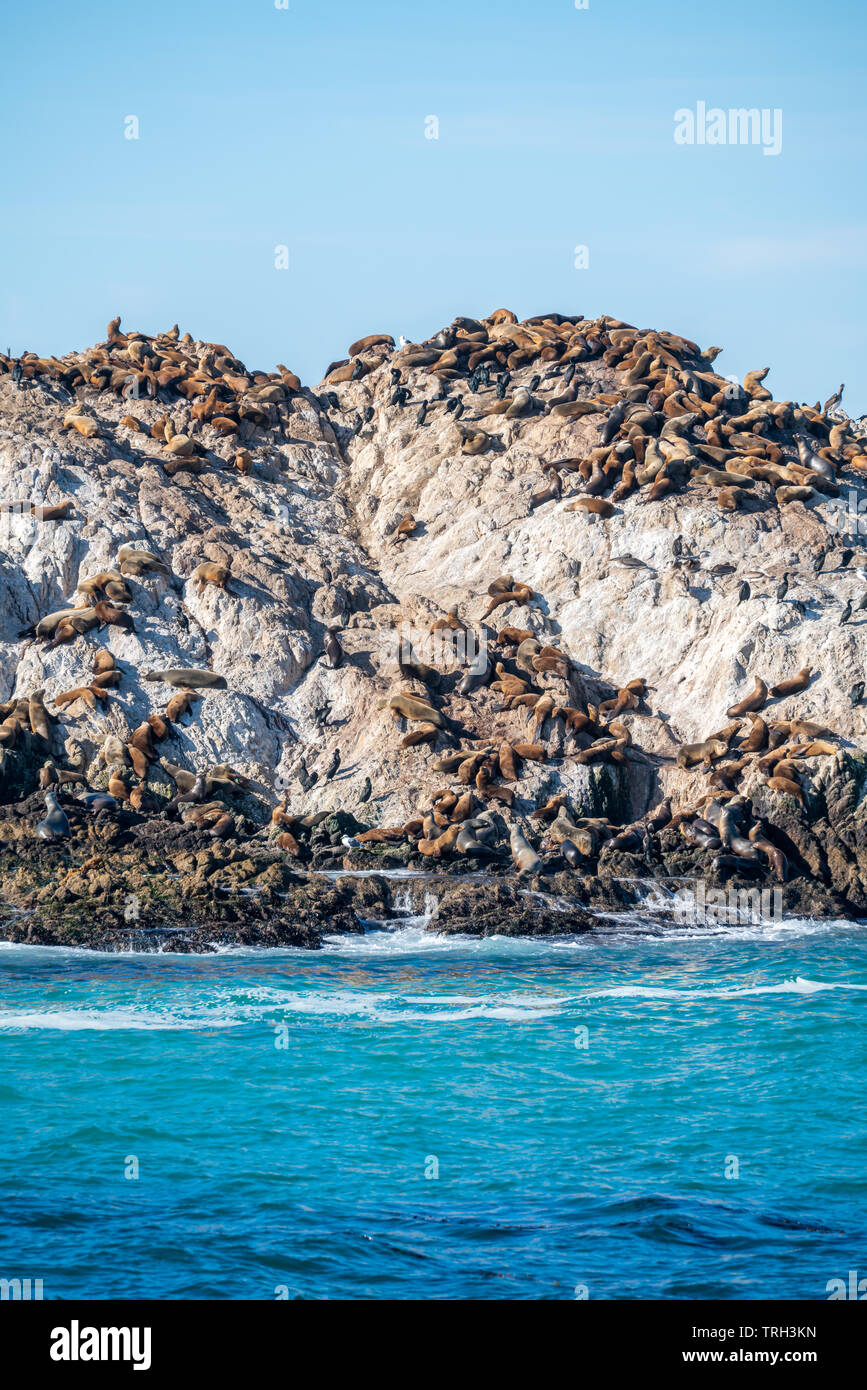 Lobos marinos tomando sol en Seal Rock a lo largo de 17 kilómetros en coche en Monterey, California. Foto de stock