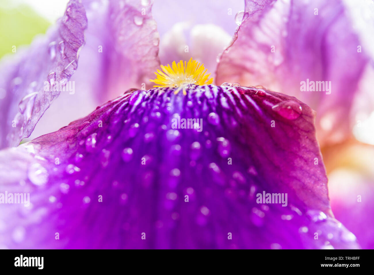 Púrpura iris barbado bloom el pistilo y los pétalos closeup. En el interior de la flor del iris, morado, violeta, amarillo y blanco. Fotografía macro de iris. Foto de stock