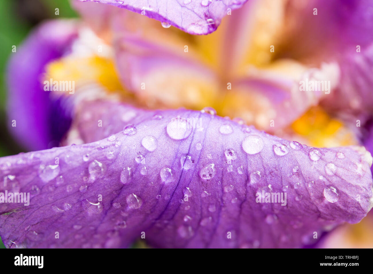 Púrpura iris barbado bloom el pistilo y los pétalos closeup. En el interior de la flor del iris, morado, violeta, amarillo y blanco. Fotografía macro de iris. Foto de stock