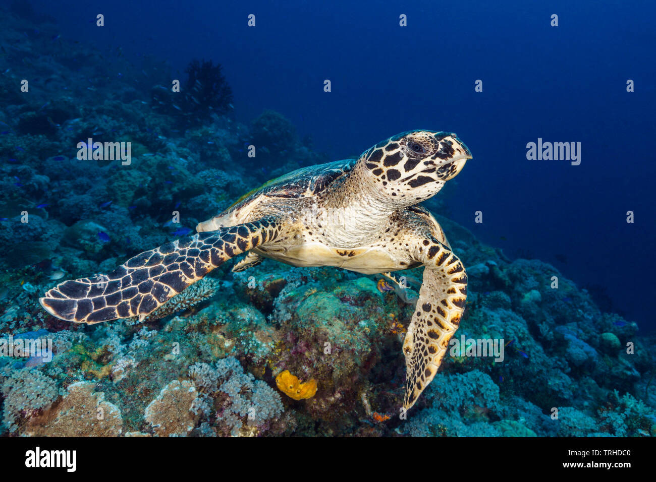 Tortuga carey, Eretmochelys imbricata, Tufi Mar, Islas Salomón, Papua Nueva Guinea Foto de stock