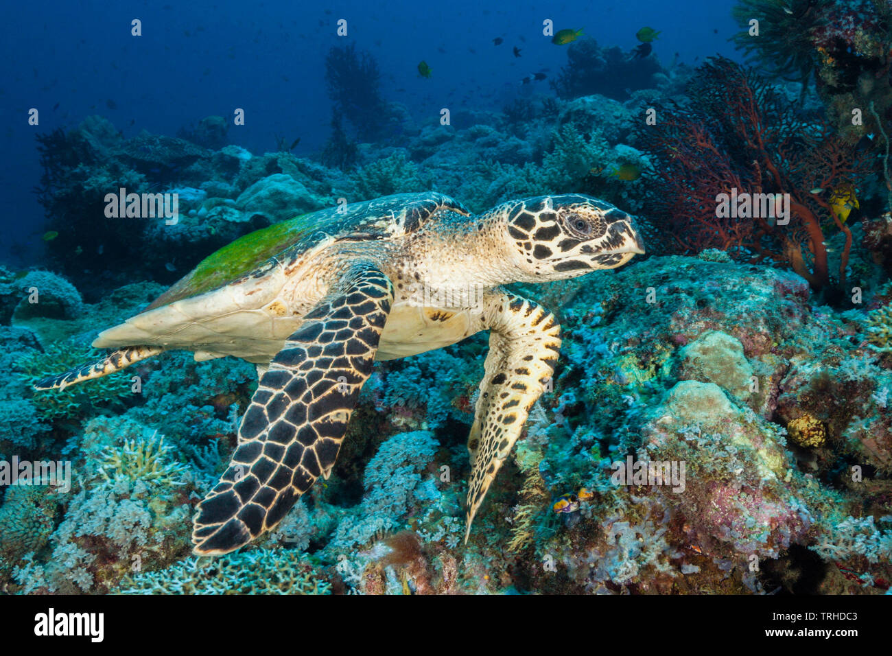 Tortuga carey, Eretmochelys imbricata, Tufi Mar, Islas Salomón, Papua Nueva Guinea Foto de stock