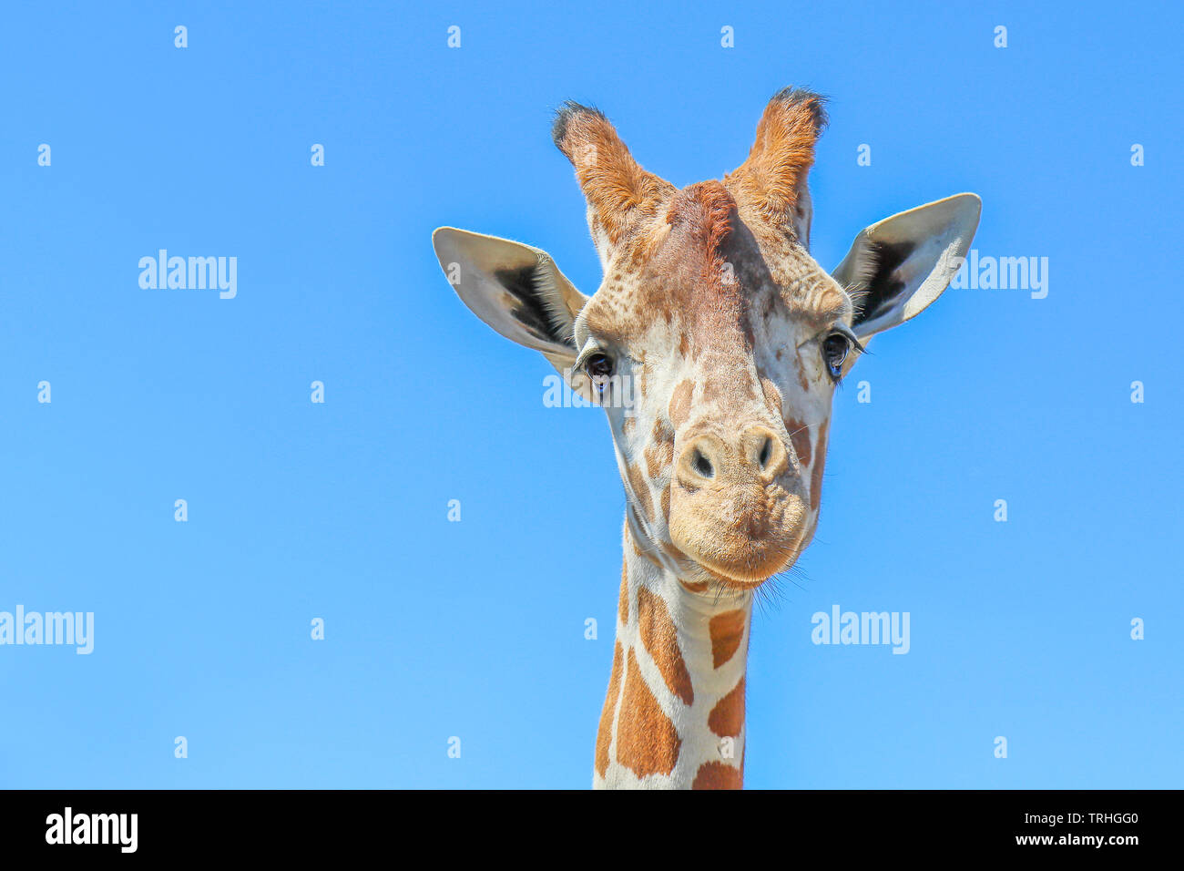 Jirafa reticulada (Giraffa camelopardalis reticulata) contra un cielo azul claro. Foto de stock