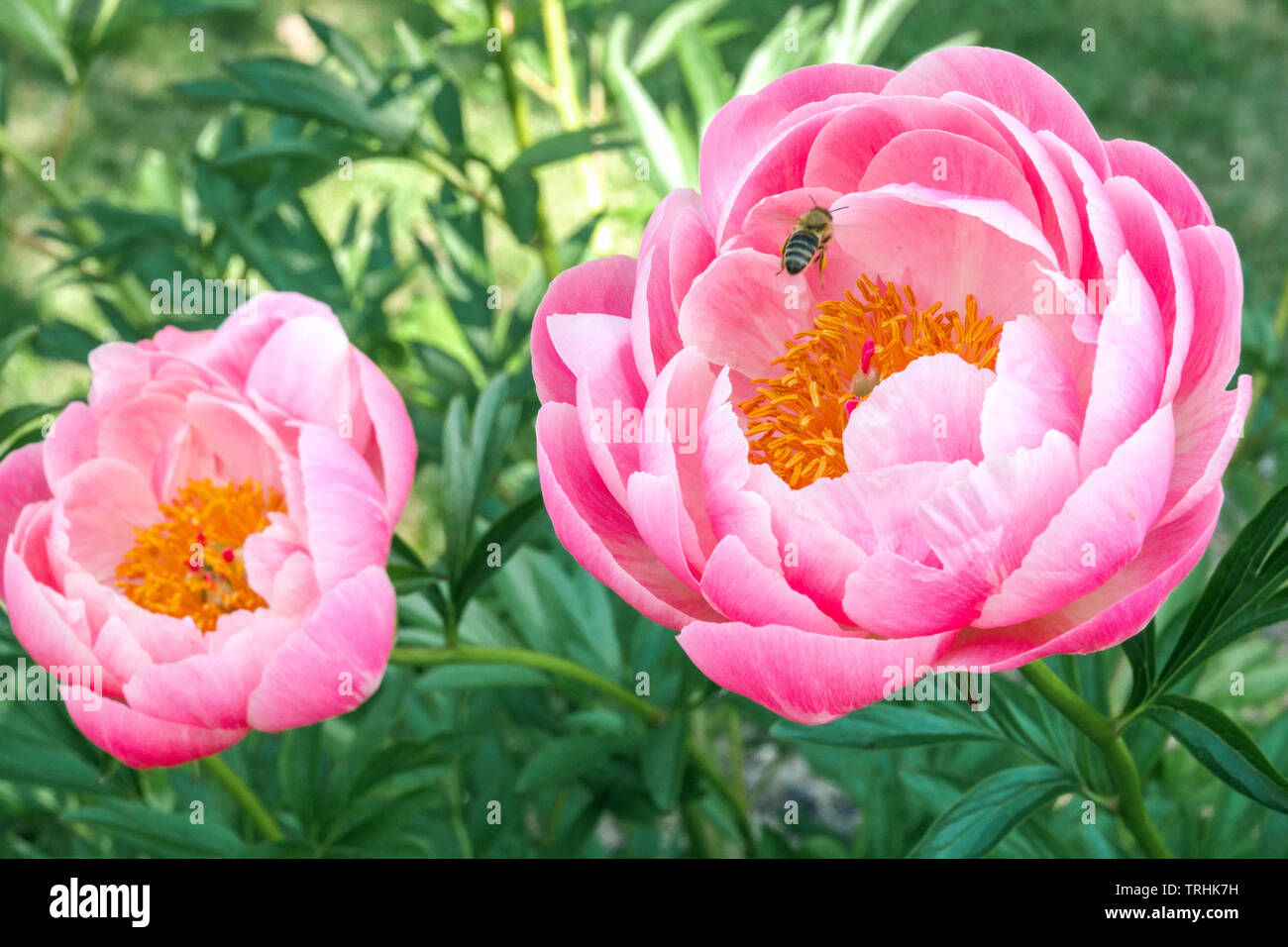 Dos flores de peonía rosa, abejas volando grandes flores Foto de stock