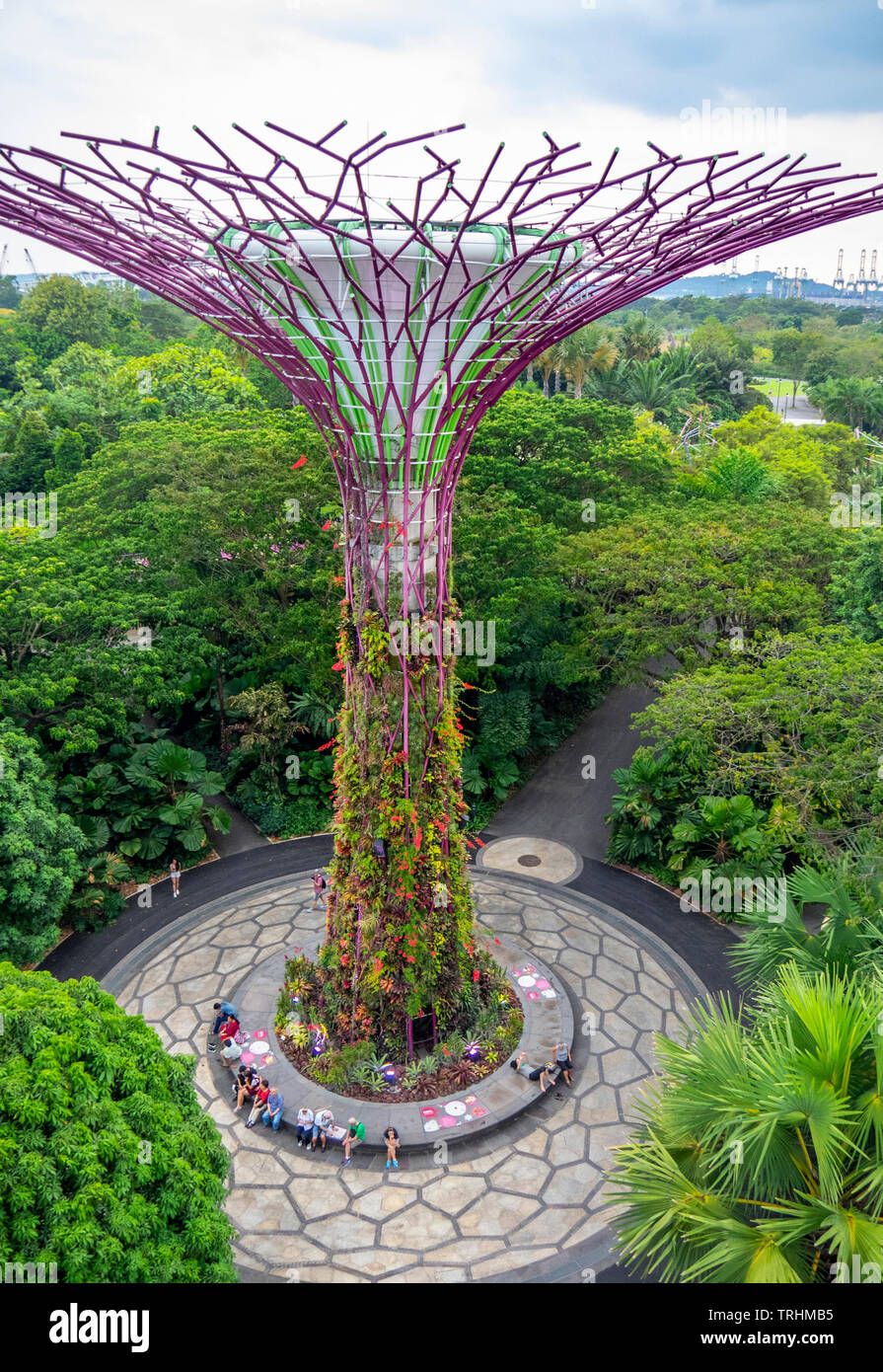 Un árbol artificial jardín vertical en el Supertree Grove en los jardines  junto a la bahía de Singapur Fotografía de stock - Alamy
