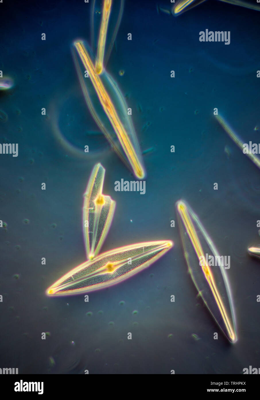 Las diatomeas, Studland Frustulia navicula, Swanage, UK darkfield microfotografía Foto de stock