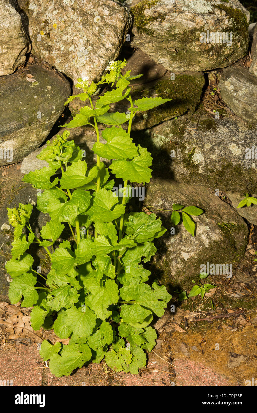 Alliaria petiolata ajo (mostaza) Foto de stock