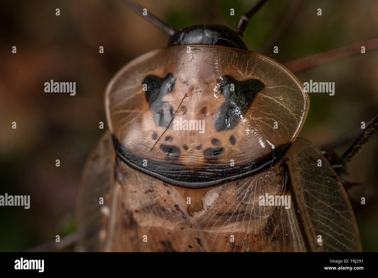 Más cerca de la región de la cabeza de una cucaracha gigante (Blaberus giganteus) una de las especies de cucaracha más grande en el mundo. Desde el Parque Nacional Yasuní. Foto de stock