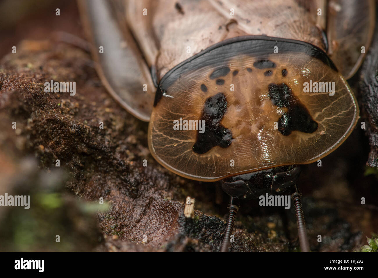 Más cerca de la región de la cabeza de una cucaracha gigante (Blaberus giganteus) una de las especies de cucaracha más grande en el mundo. Desde el Parque Nacional Yasuní. Foto de stock