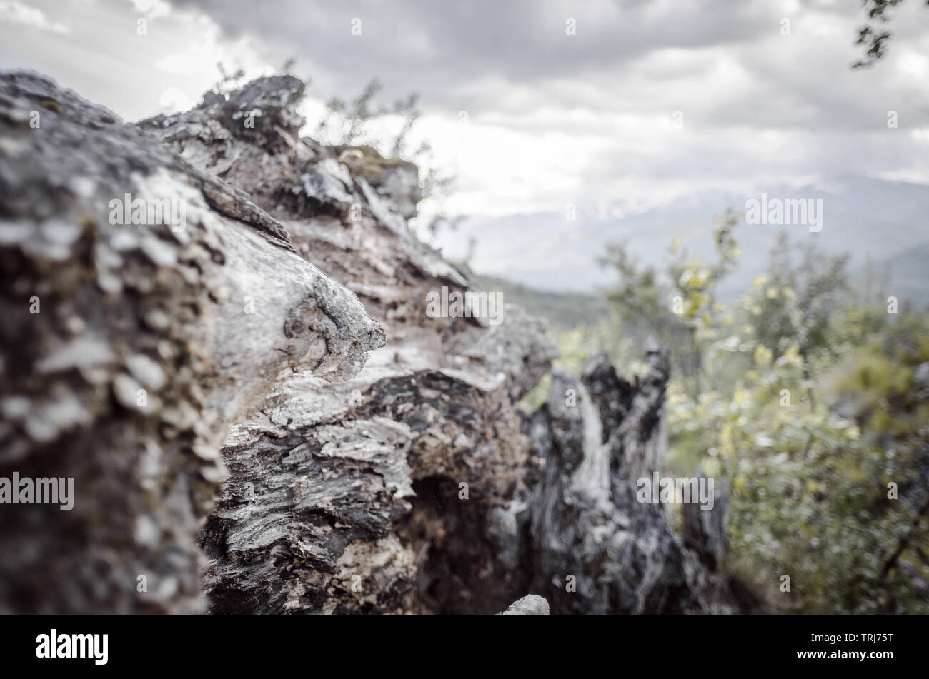 Alte Wurzel vor dem Blick auf die Karpaten Foto de stock
