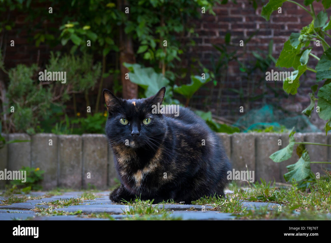 Gato negro con ojos azules sentado en el jardín mirando a la cámara Foto de stock