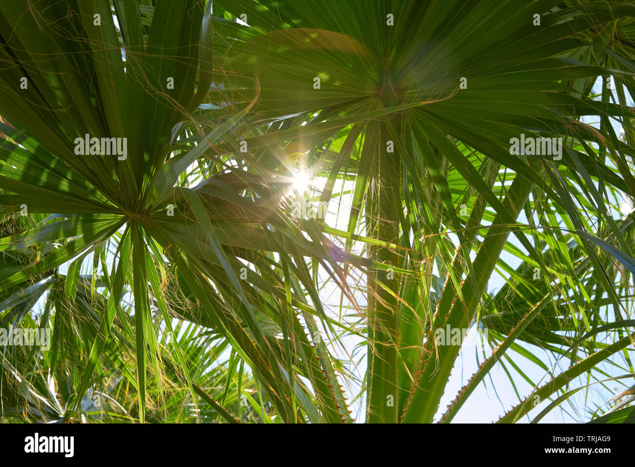 Hojas de palmera y rayos de sol en un día soleado de verano Foto de stock