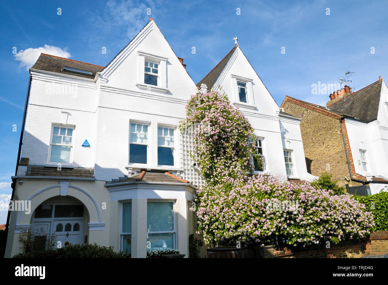 Un período casa pareada con una hermosa cascada de rosas rosas, Londres, Inglaterra, Reino Unido. Foto de stock