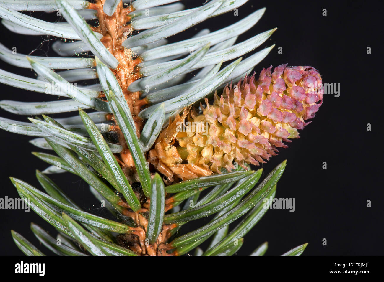 Un macho cono de polen en un blue spruce, Picea pungens 'Glauca', un jardín ornamental árbol con agudos agujas rígidas, Abril Foto de stock