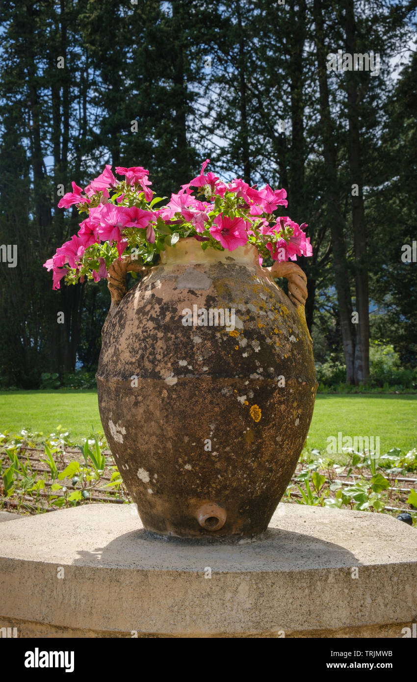 Villa Cimbrone Garden - una gran jarra de oliva estilo terracota maceta con rosa petunias Foto de stock