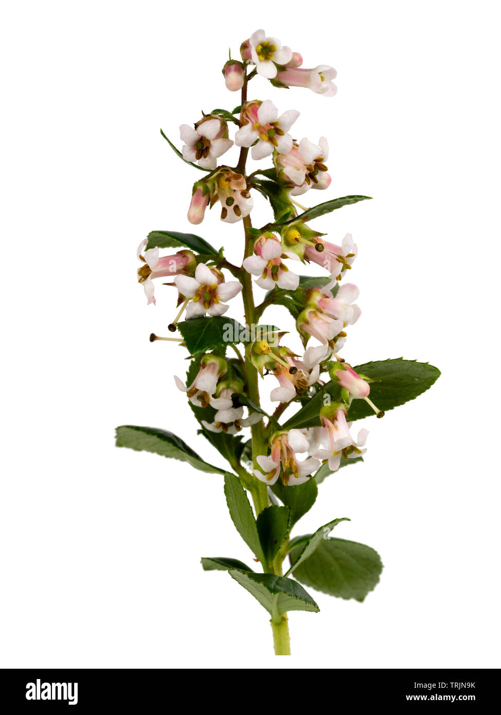 Panícula de verano el rosa pálido y blanco arbusto siempreverde florecido cobertura, Escallonia 'Apple Blossom' sobre un fondo blanco. Foto de stock