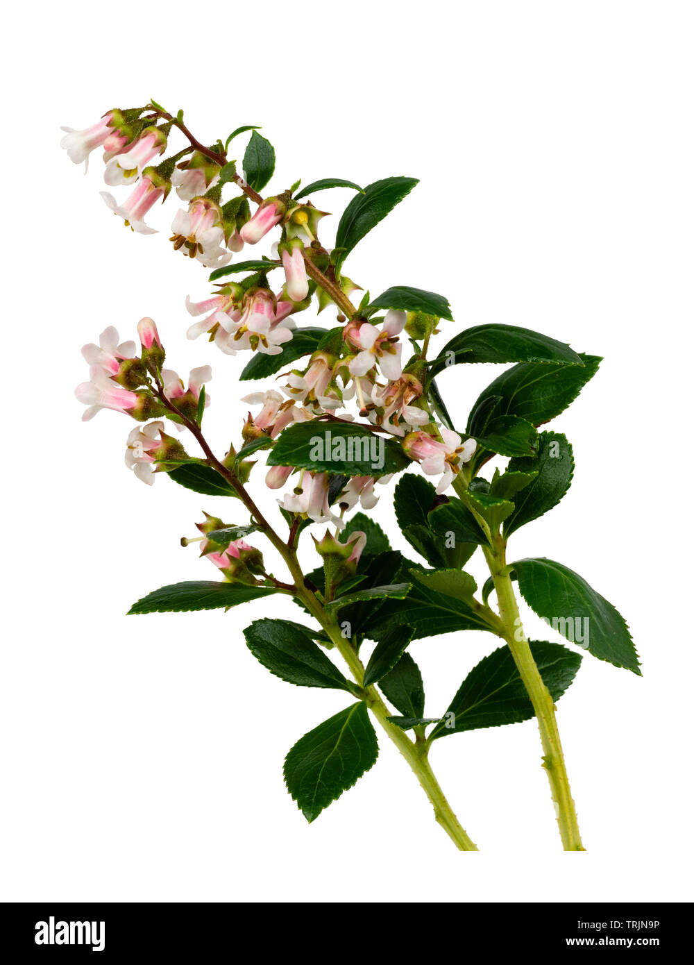 Panículas de verano el rosa pálido y blanco arbusto siempreverde florecido cobertura, Escallonia 'Apple Blossom' sobre un fondo blanco. Foto de stock