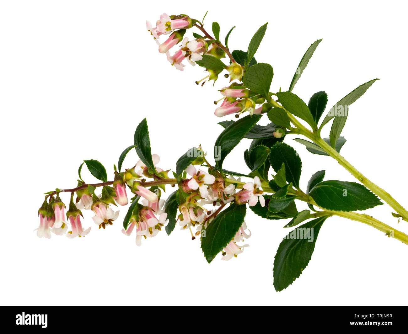 Panículas de verano el rosa pálido y blanco arbusto siempreverde florecido cobertura, Escallonia 'Apple Blossom' sobre un fondo blanco. Foto de stock