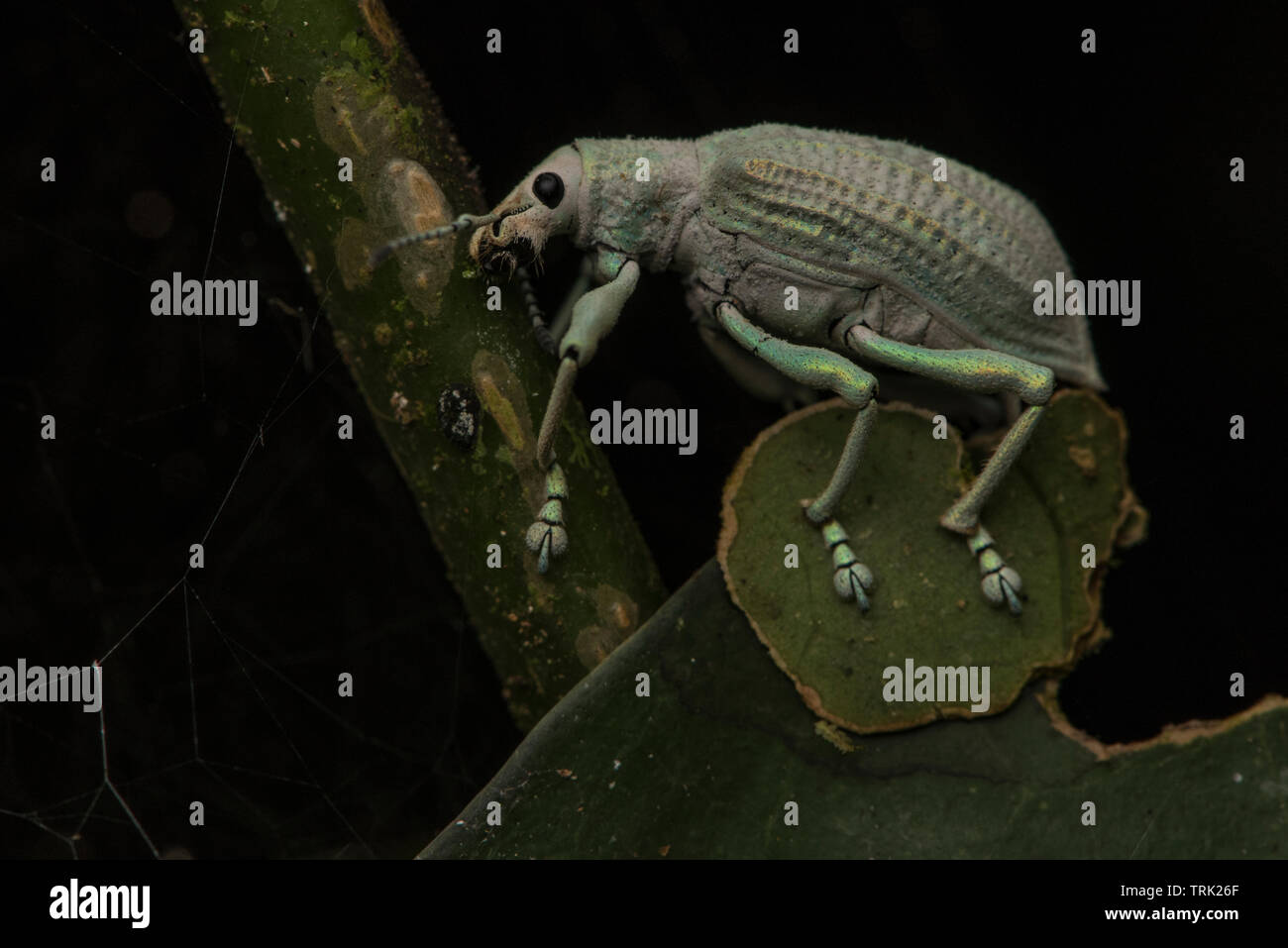 verde fotografías e imágenes de alta resolución Página 3 Alamy