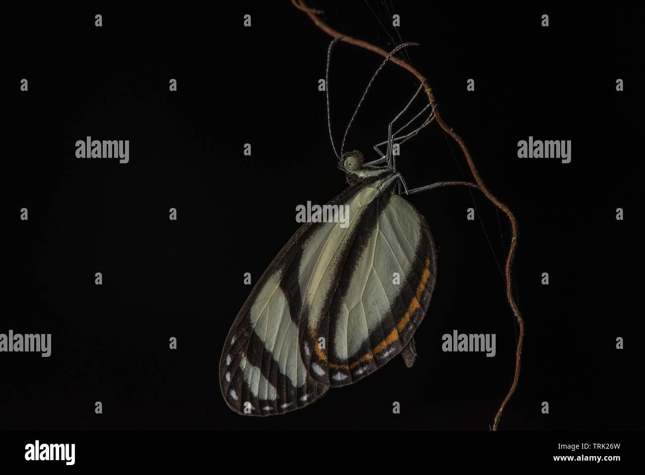 Orejas de mariposa fotografías e imágenes de alta resolución - Alamy