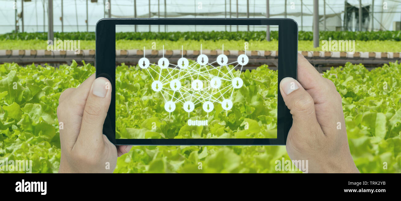 La agricultura inteligente con concepto technoloty, agricultor utilice aprendizaje en profundidad con inteligencia artificial para la clasificación, regresión y clustering. En lejos Foto de stock