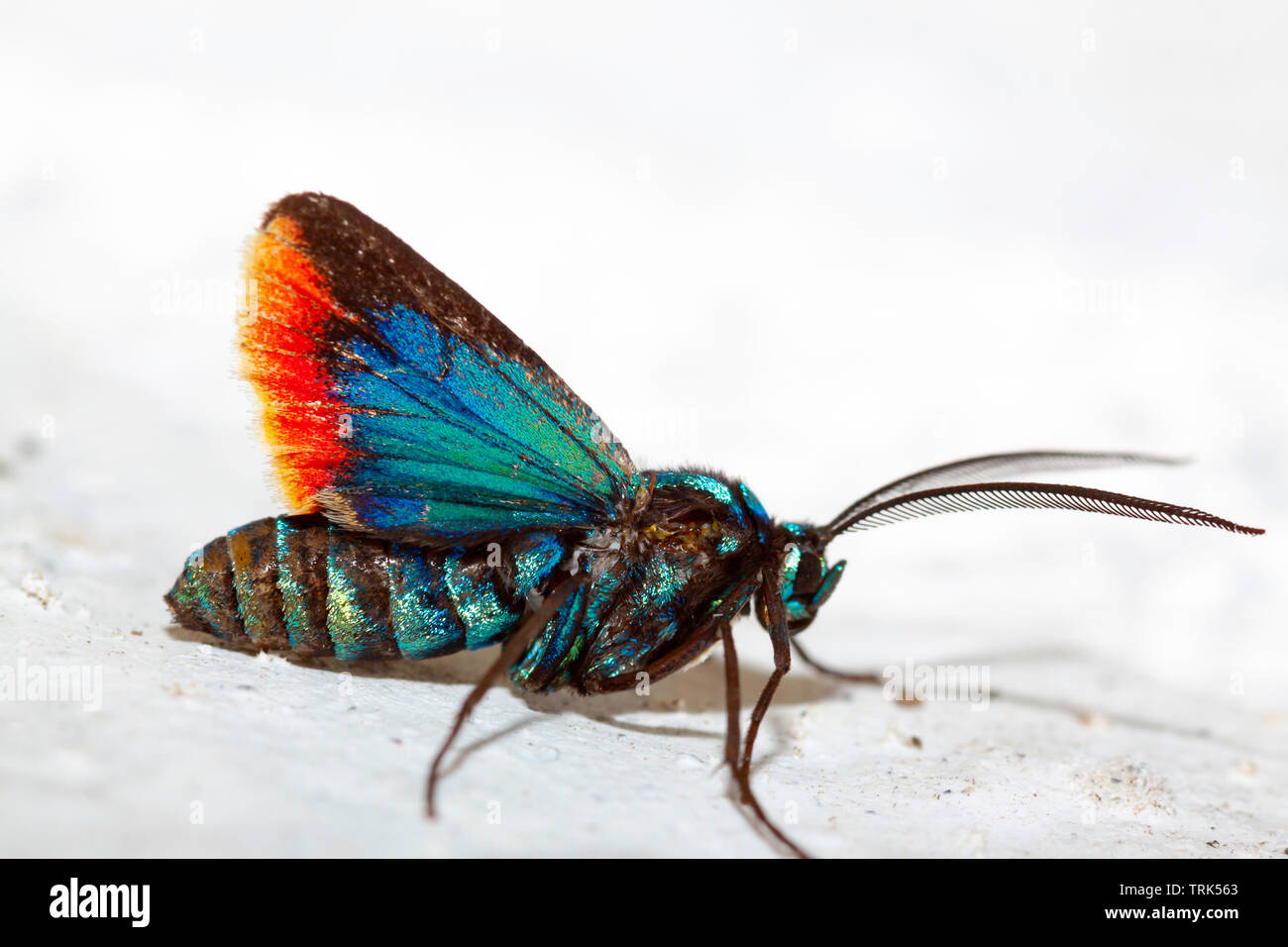 Una mirada de cerca a un Tiger Moth, Cyanopepla micans, Otavalo, Ecuador, América del Sur. Foto de stock