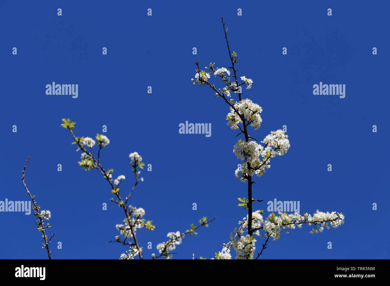 Apple tree ramas fotografiado desde abajo. Puede ver poco blooming flores blancas en ellos. Detrás de ellos hay un cielo azul claro. Foto de stock