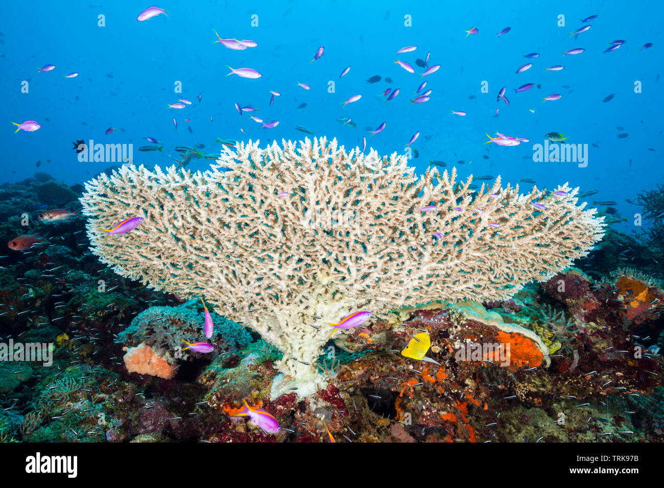 Tabla Coral en el Arrecife de Coral, Acropora Lissenung, Nueva Irlanda, Papua Nueva Guinea Foto de stock
