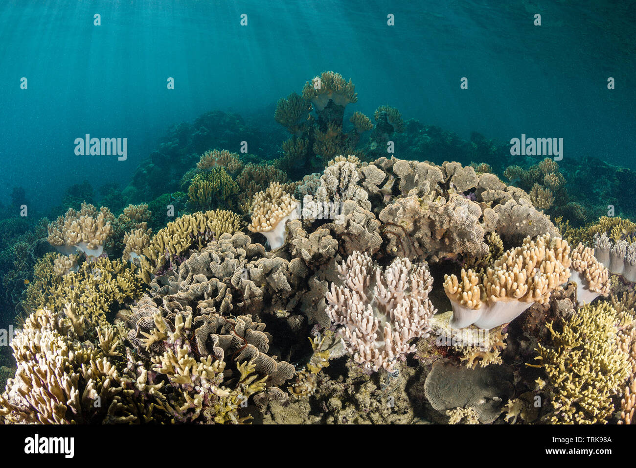 Arrecifes de Coral sanos, Lissenung, Nueva Irlanda, Papua Nueva Guinea Foto de stock