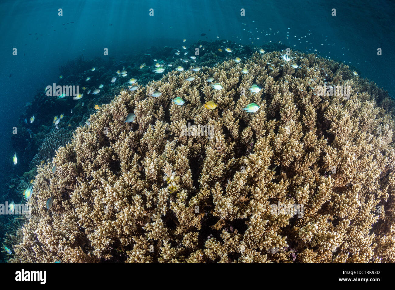 Casa de coral fotografías e imágenes de alta resolución - Alamy