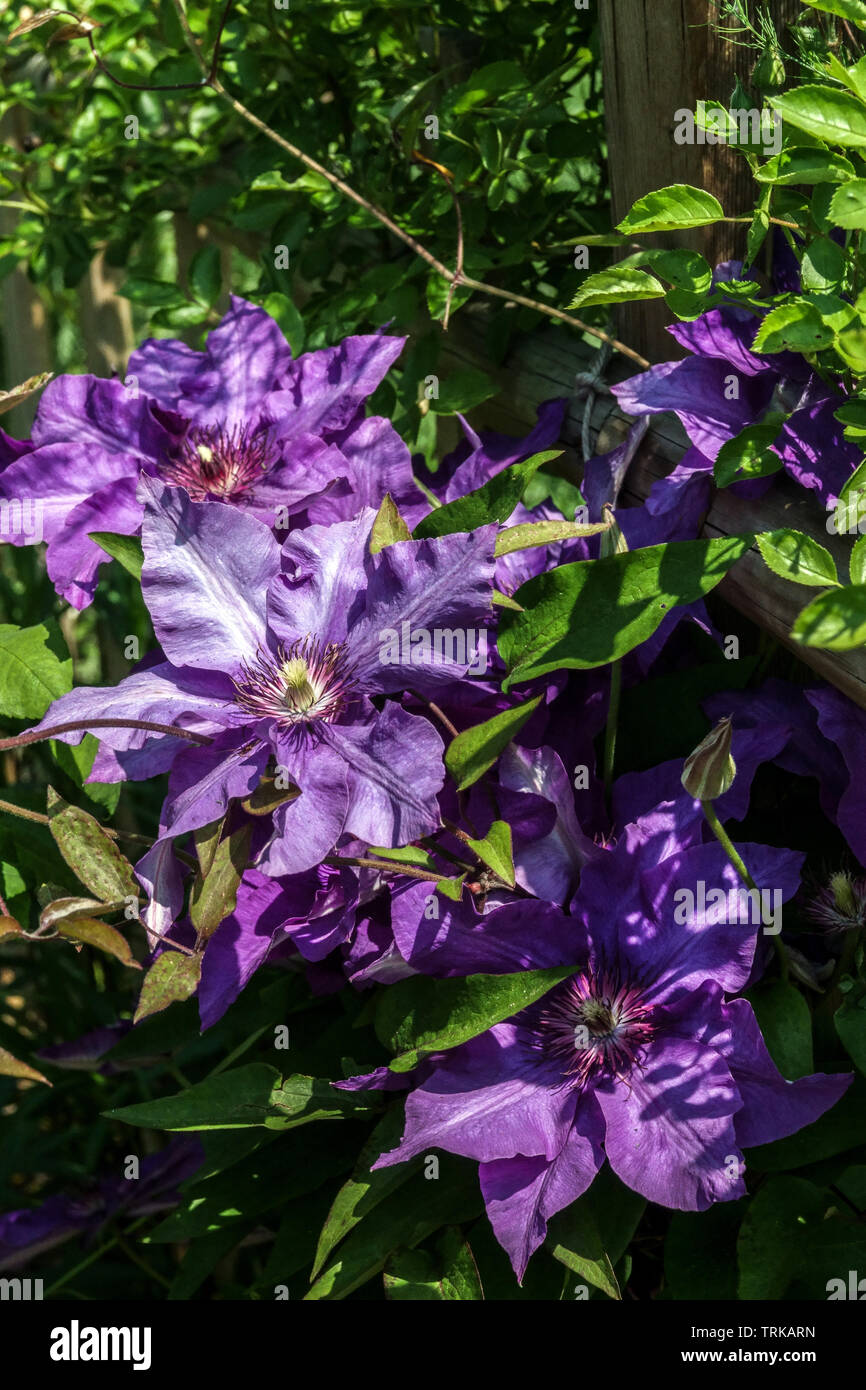 Clematis flor azul 'El Presidente', crece sobre una valla de madera en el jardín Foto de stock