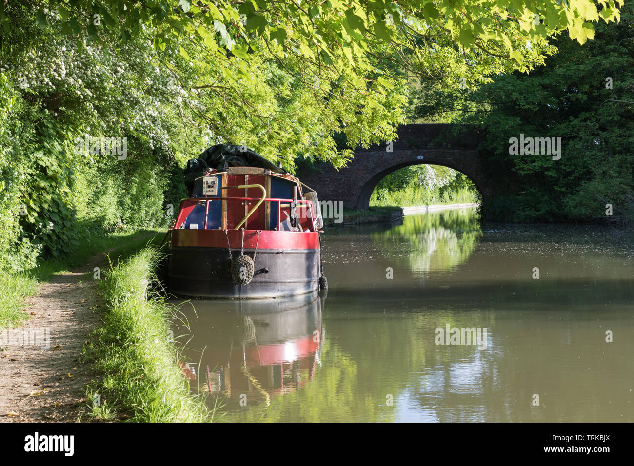 Watford, Northamptonshire, Reino Unido: Narrowboat amarrado contra la orilla de un canal bajo árboles de hoja ancha y las flores blancas de un árbol de espino. Foto de stock