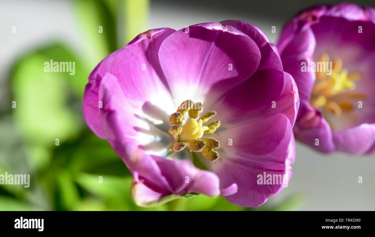 Tulipanes púrpura brillante con tallos verdes disparos en macro y en interiores. Hace ideal flores cortadas para la visualización en interiores. Filamentos de tulipanes en colores vibrantes. Foto de stock