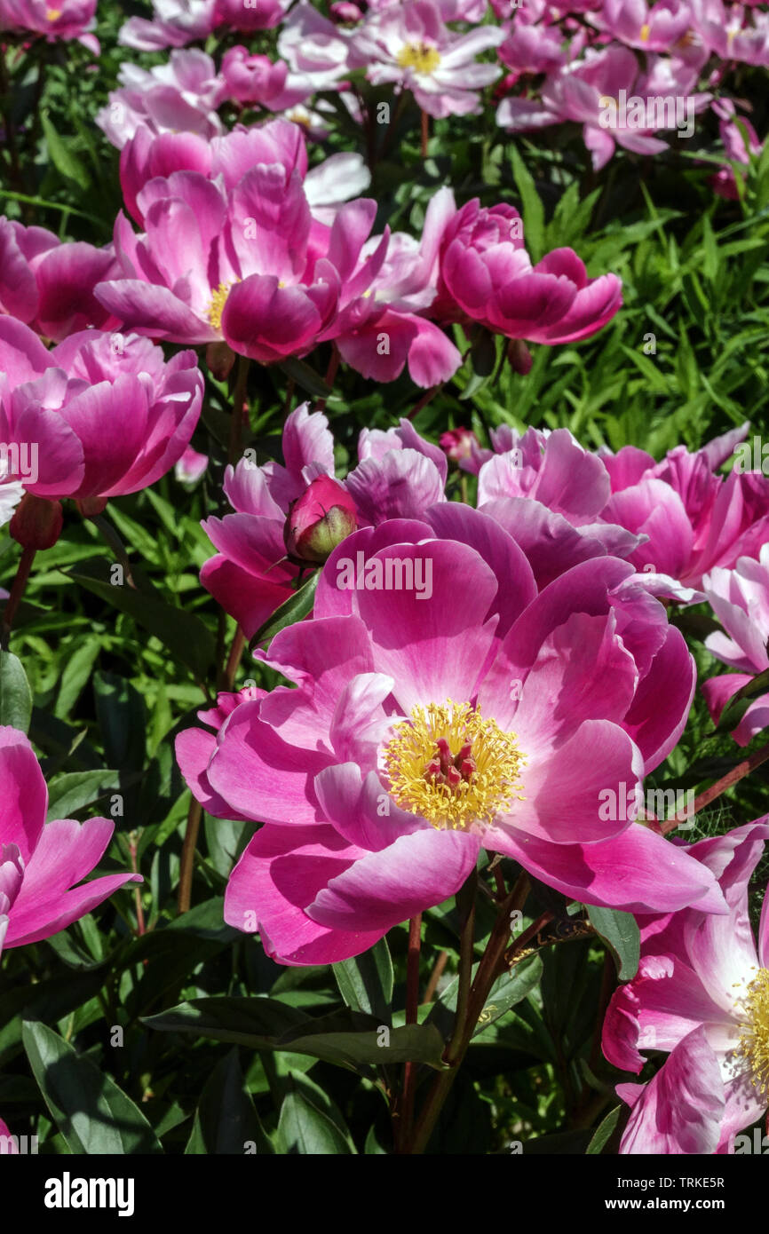 Planta de peonias herbáceas fotografías e imágenes de alta resolución -  Alamy