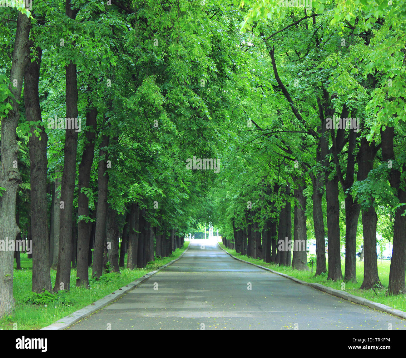 Park Road con árboles verdes y naturaleza del paisaje de verano Foto de stock