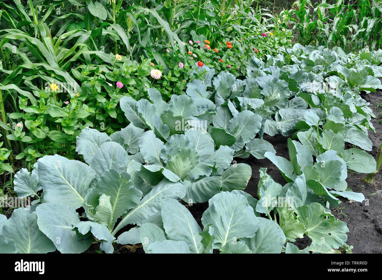 Varias verduras cultivadas orgánicamente en la huerta Foto de stock