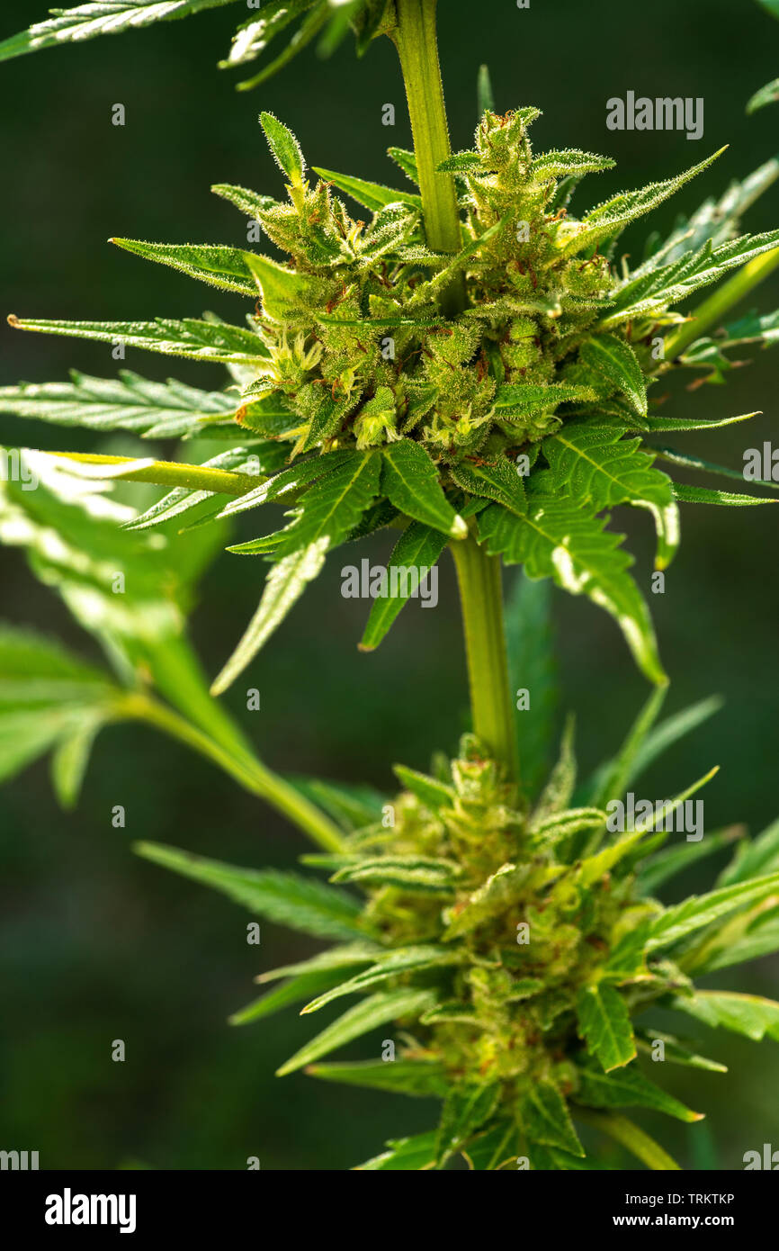 Planta de marihuana cannabis indica floración floración Foto de stock
