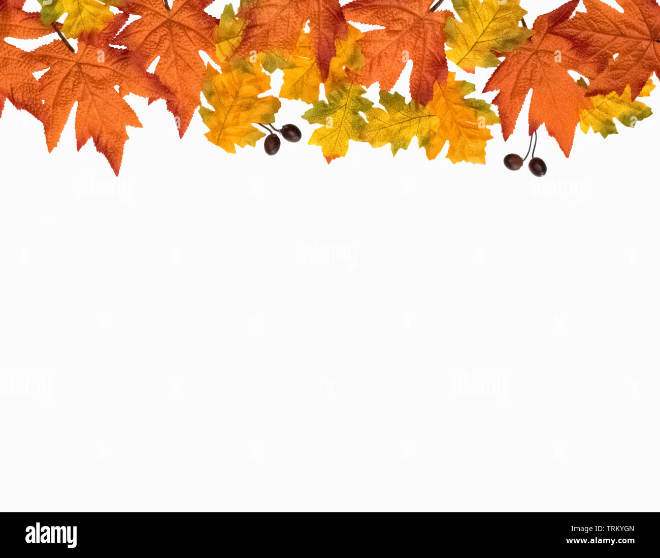 Caen hojas de arce, aisladas de hojas otoñales, fondo colorido follaje, hoja de otoño, vista superior, plana sentar antecedentes, hojas amarillas naranja Foto de stock