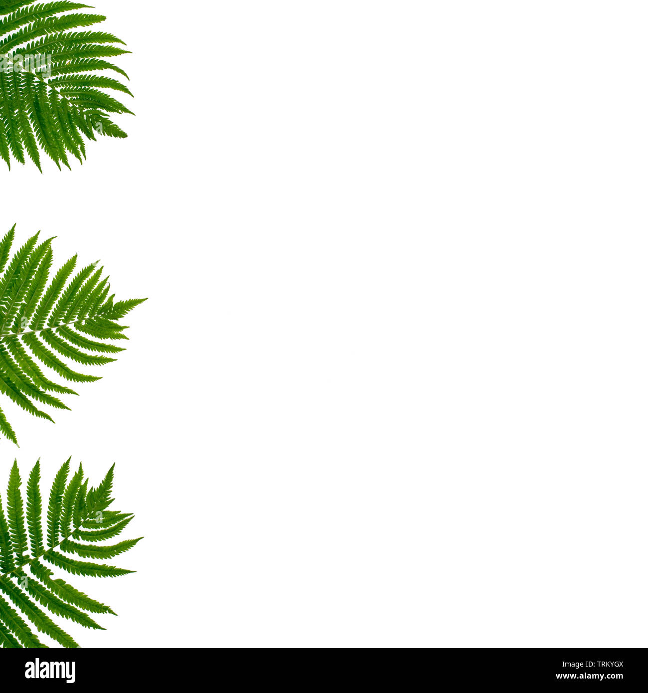Hoja de palmera ramas verdes sobre fondo blanco. Vista superior de la lay, plana, diseño minimalista con tropical de hojas de helecho, hojas frescas de Botánica Foto de stock