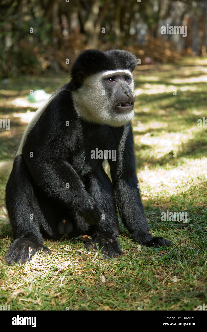 Repisa, también conocido como guereza abisinio mono colobo blanco y negro, Mago National Park, Etiopía Foto de stock