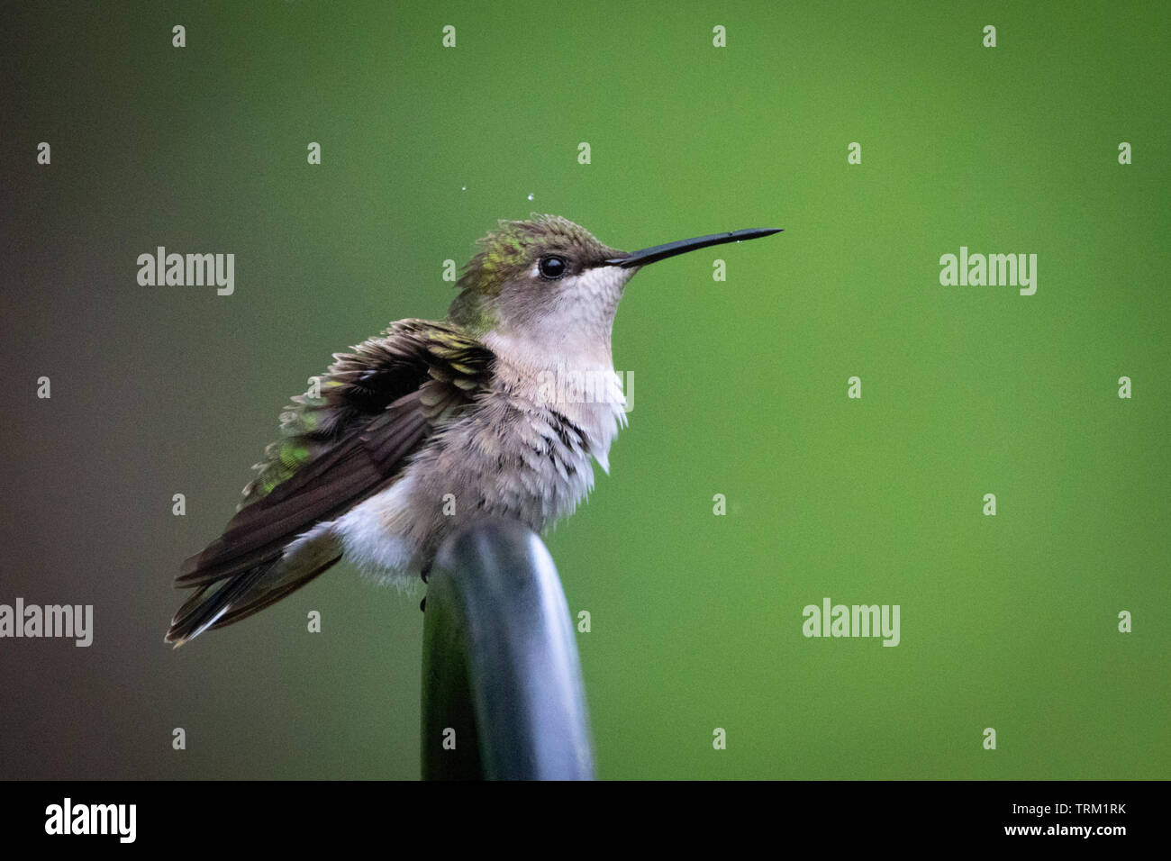 Un Rubí femenino throated Hummingbird en una lluvia ligera Foto de stock