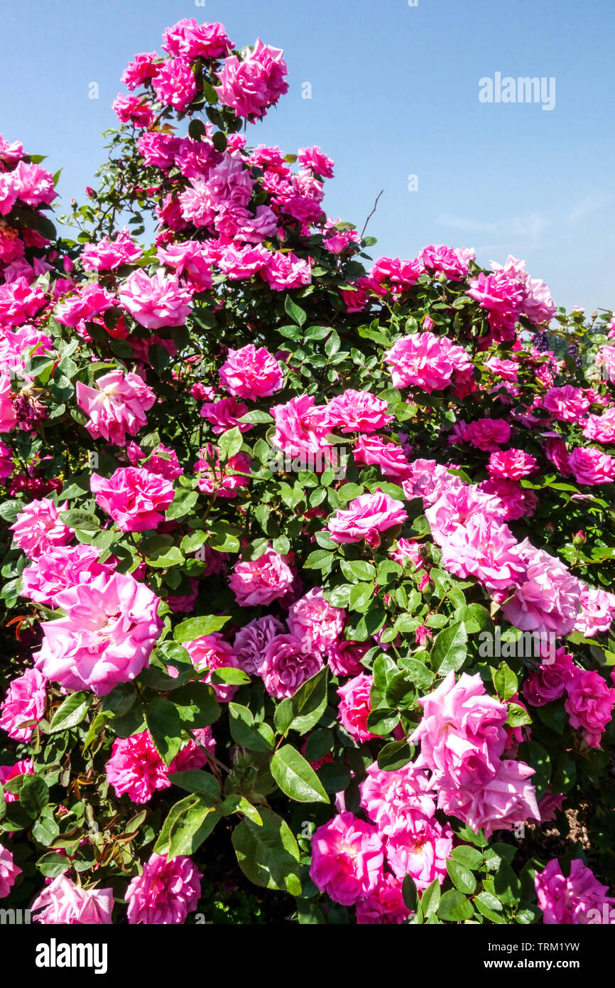 Escalada Rosa, Rosa 'Zephirine Drouhin' Foto de stock