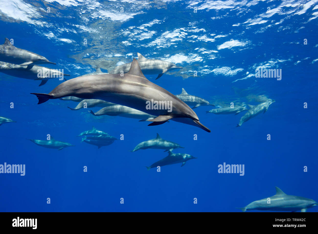 Delfines, Stenella longirostris, viajar en grandes grupos alrededor de la isla de Hawai. Foto de stock