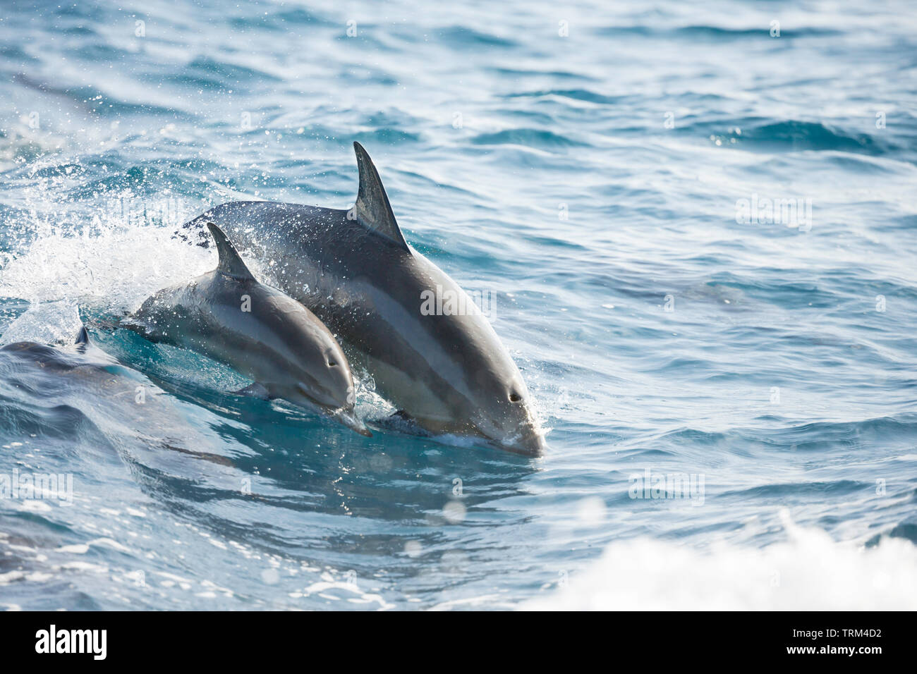 Un joven delfines, Stenella longirostris, saltos en el aire al lado de la madre, fuera de la isla de Lanai, Hawai. Foto de stock