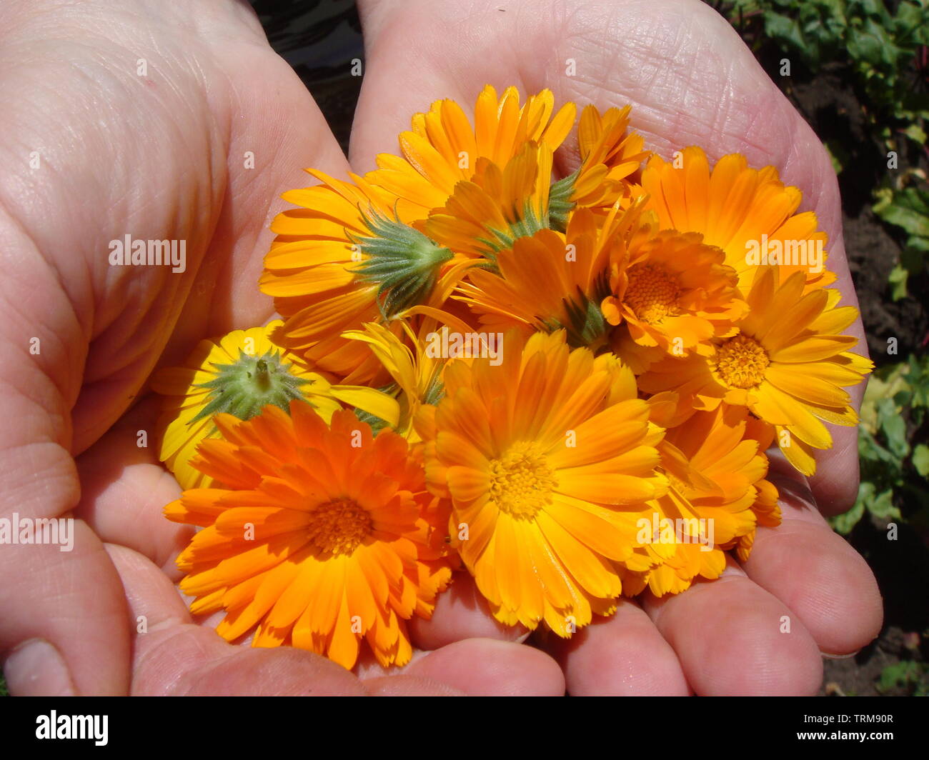 Flores de caléndula naranja en manos humanas. Hierbas curativas. Arrancaban  pétalos de caléndula Fotografía de stock - Alamy